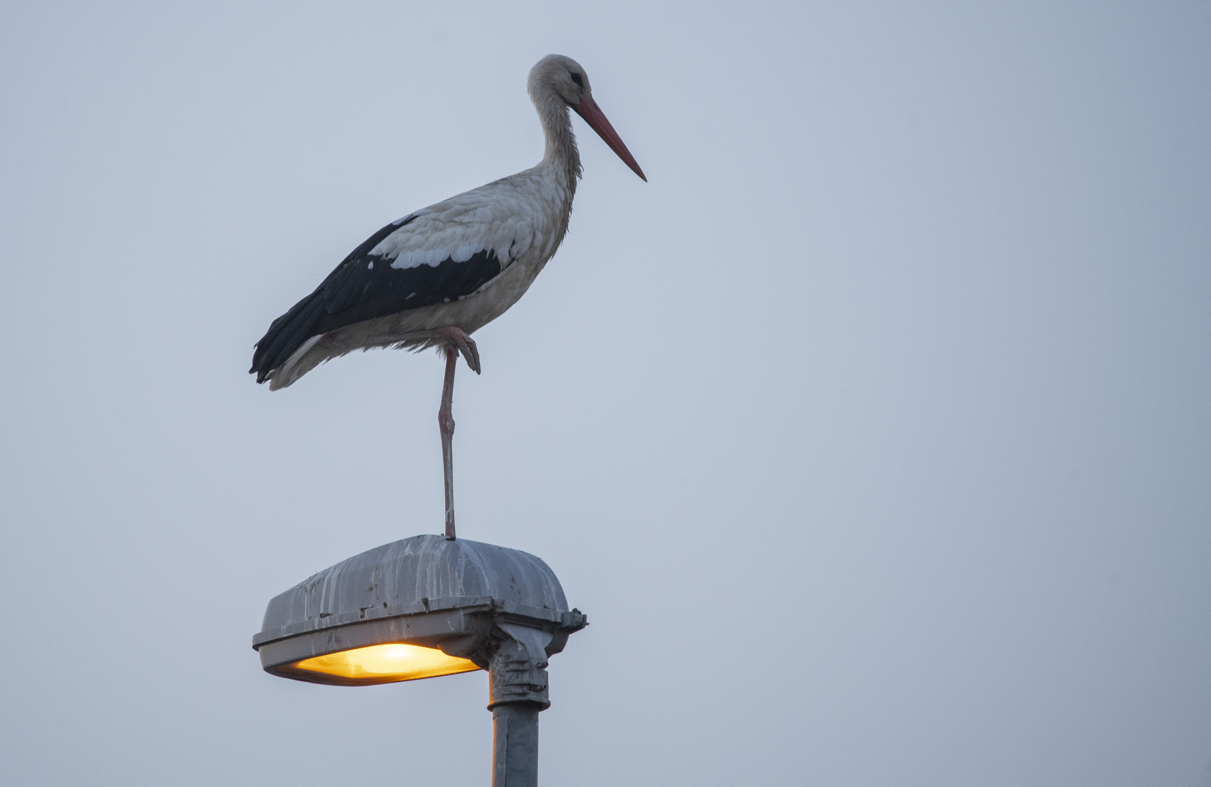 Rode se vratile u Barandu, zaokupirale celo selo: Počela prelepa porodična manifestacija