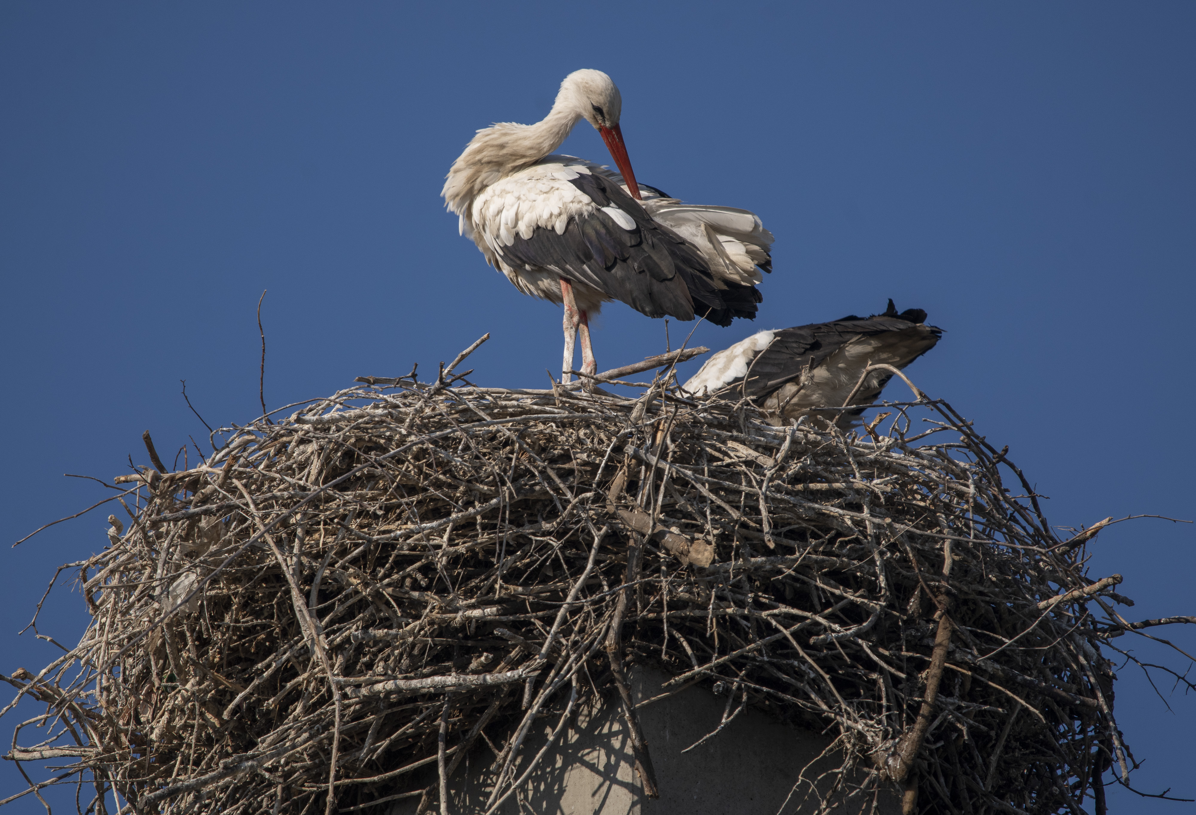 Ovaj srpski grad je prestonica roda: Ovde žive najveće urbane kolonije u ovom delu Evrope