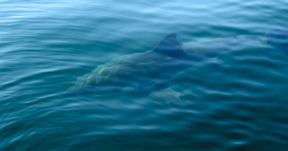 Pogledajte snimak nemani iz Jadrana: Matej mislio da je delfin, a onda je isplivala ajkula duga 7 metara!