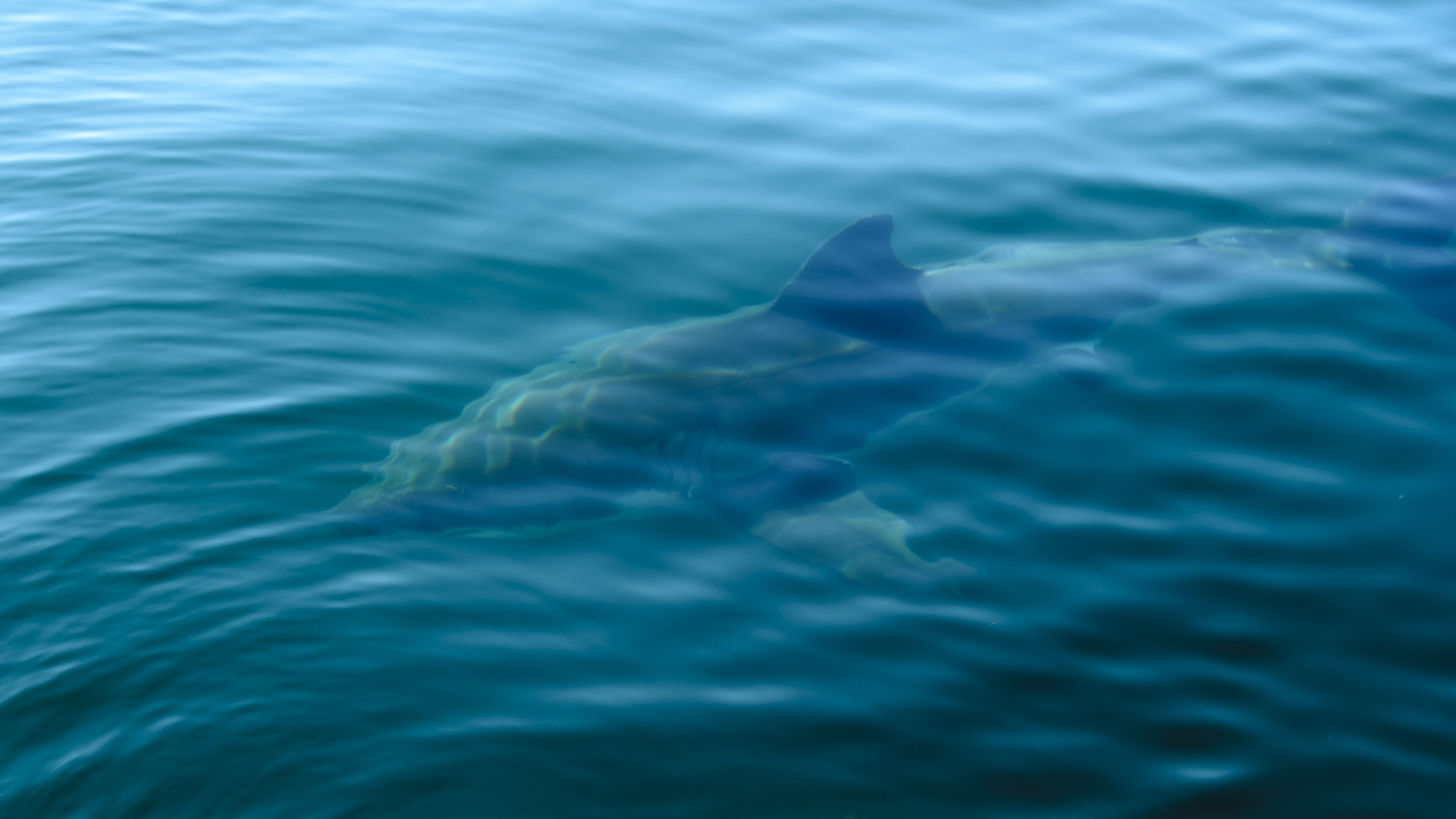 Pogledajte snimak nemani iz Jadrana: Matej mislio da je delfin, a onda je isplivala ajkula duga 7 metara!