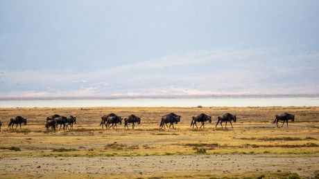 Ngorongoro, Tanzanija, Afrika Ngorongoro, Tanzanija, Afrika