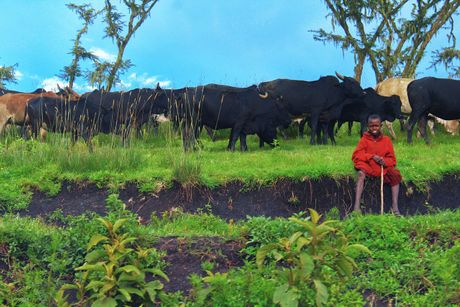 Ngorongoro, Tanzanija, Afrika Ngorongoro, Tanzanija, Afrika