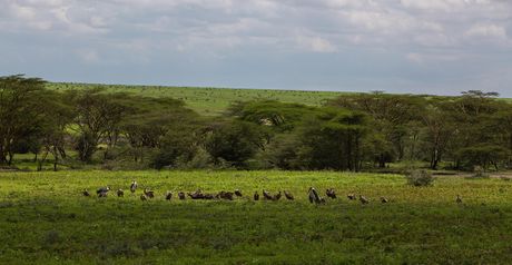 Ngorongoro, Tanzanija, Afrika Ngorongoro, Tanzanija, Afrika