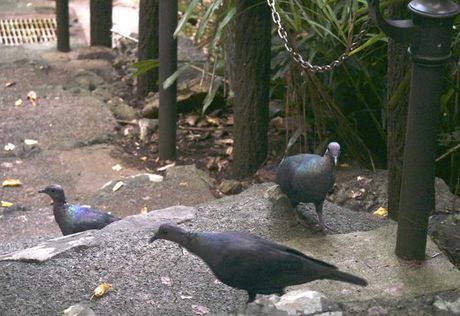 crvenoglavi golubovi, Ogasavara