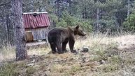 Najezda medveda u Sarajevu: Penju se na tavan, uništavaju pčelinjake, pa čak šetaju i pored škole