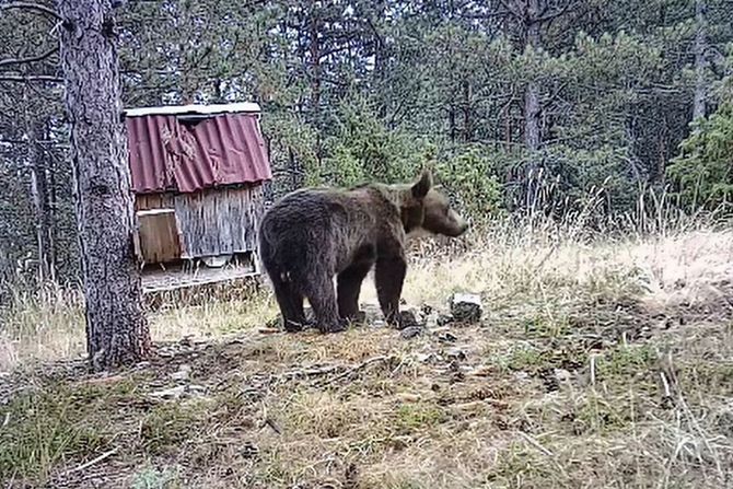 Medved na Goču