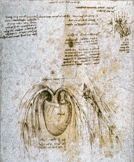 Leonardo da Vinči, srce Leonardo da Vinči, srce