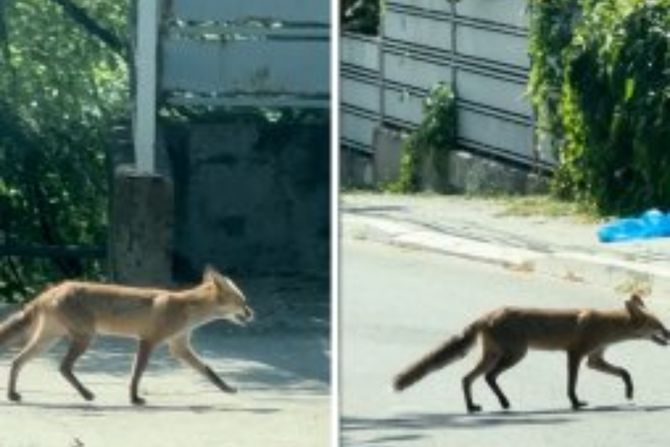 Lisica na Dedinju