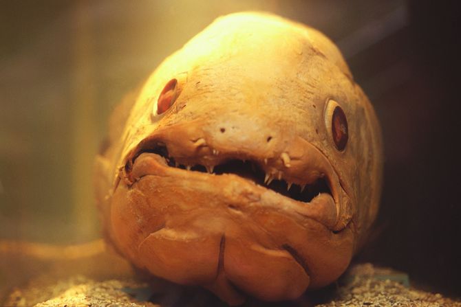 celakant