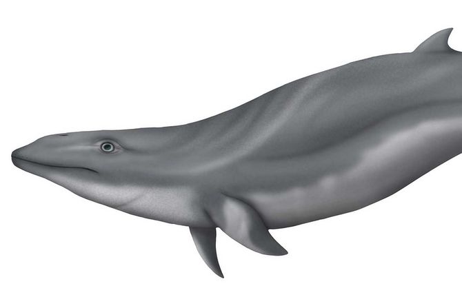 Janjucetus dullardi