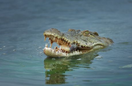 krokodil krokodil