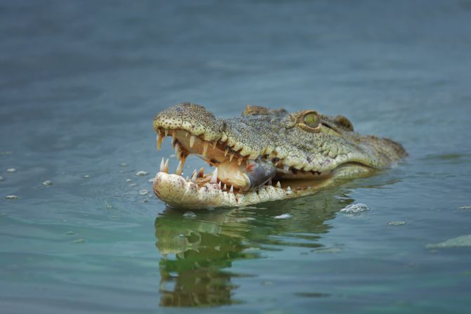 krokodil