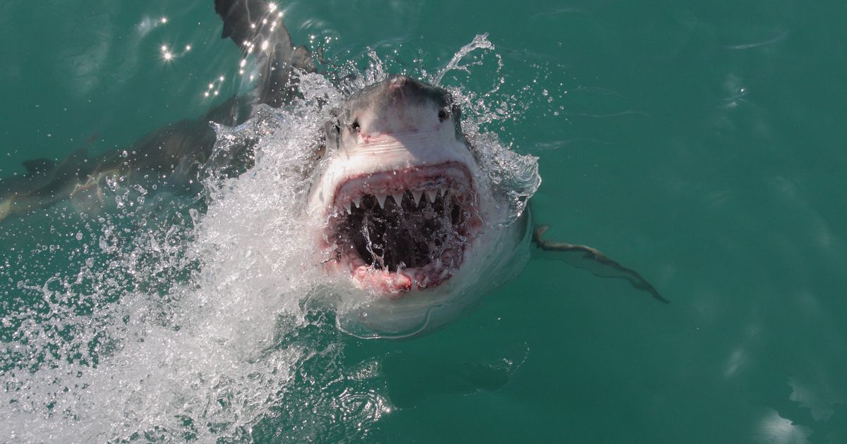 ŠOK OTKRIĆE Ajkule na hit turističkoj lokaciji pozitivne na kokain: Naučnici su veoma zabrinuti