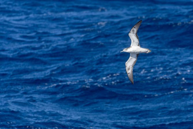 Calonectris leucomelas, streaked shearwater Calonectris leucomelas, streaked shearwater