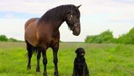 Vlasnica snimila šokiranog labradora, video oduševio milione: Momenat kad pas otkriva da postoje konji