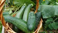 Koje su ključne razlike između dva letnja šampiona: Vitamini, vlakna, voda i efekti na zdravlje