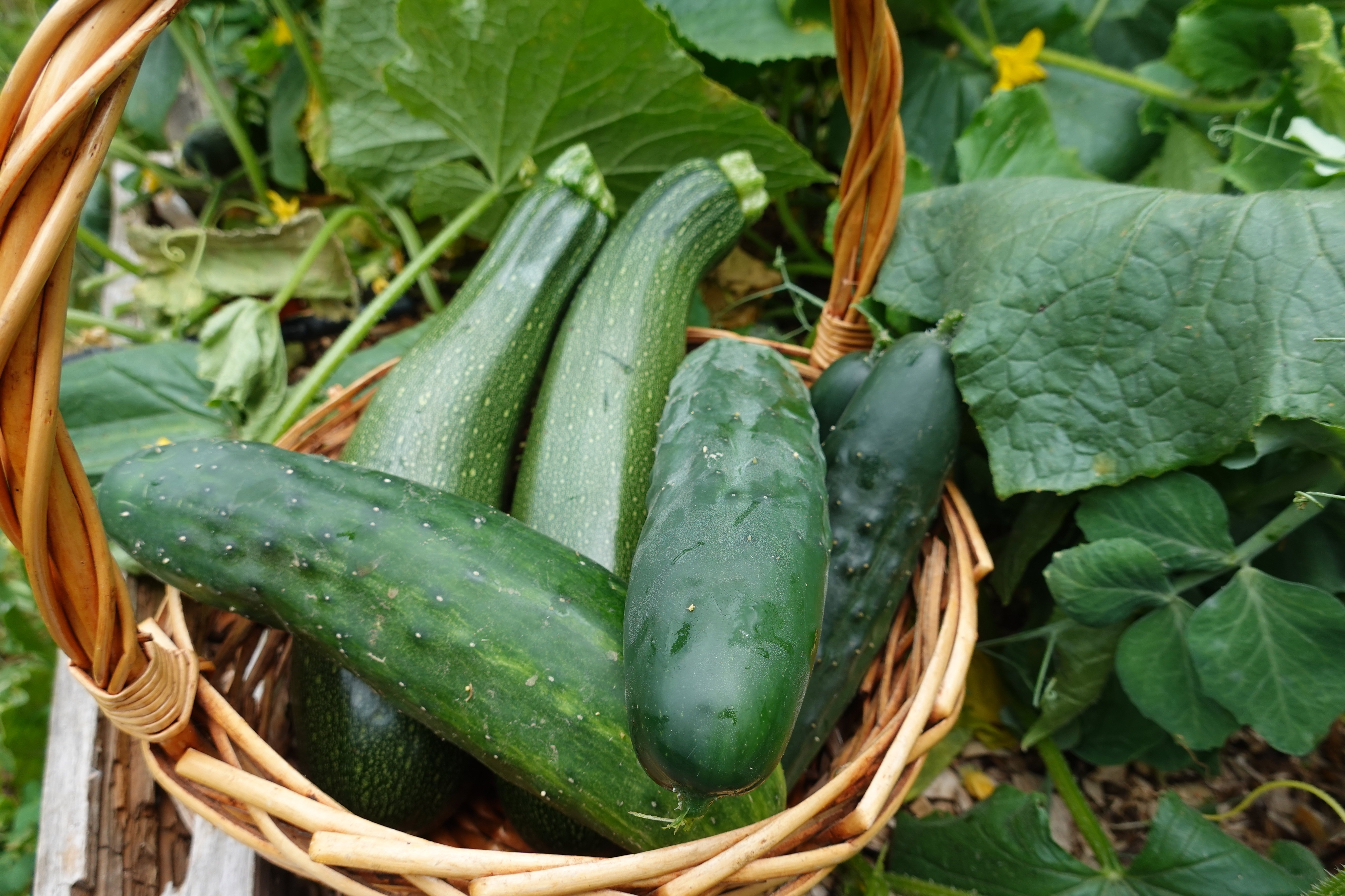 Ovo je prema nutricionistima najzdravije letnje povrće: Prepuno je vode, čuva srce i pomaže crevima