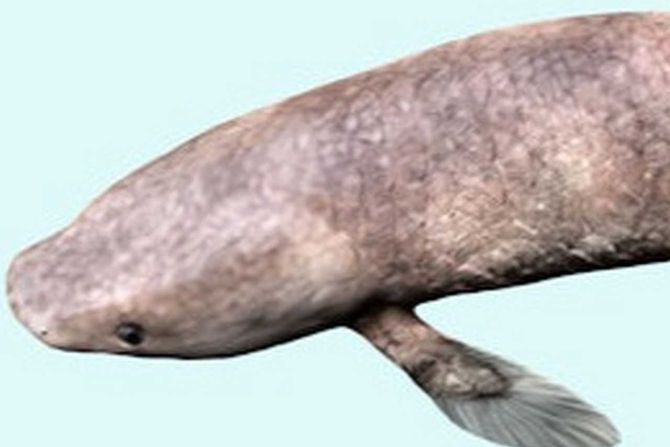 Dipnorhynchus
