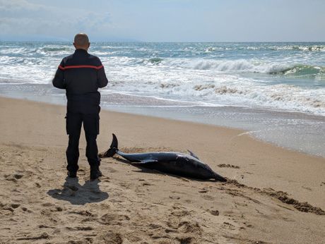 nasukani delfin nasukani delfin