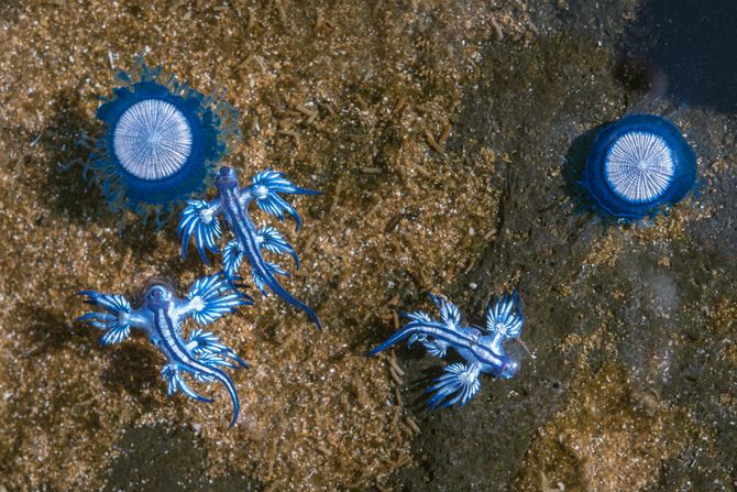 Plavi zmaj, Glaucus atlanticus