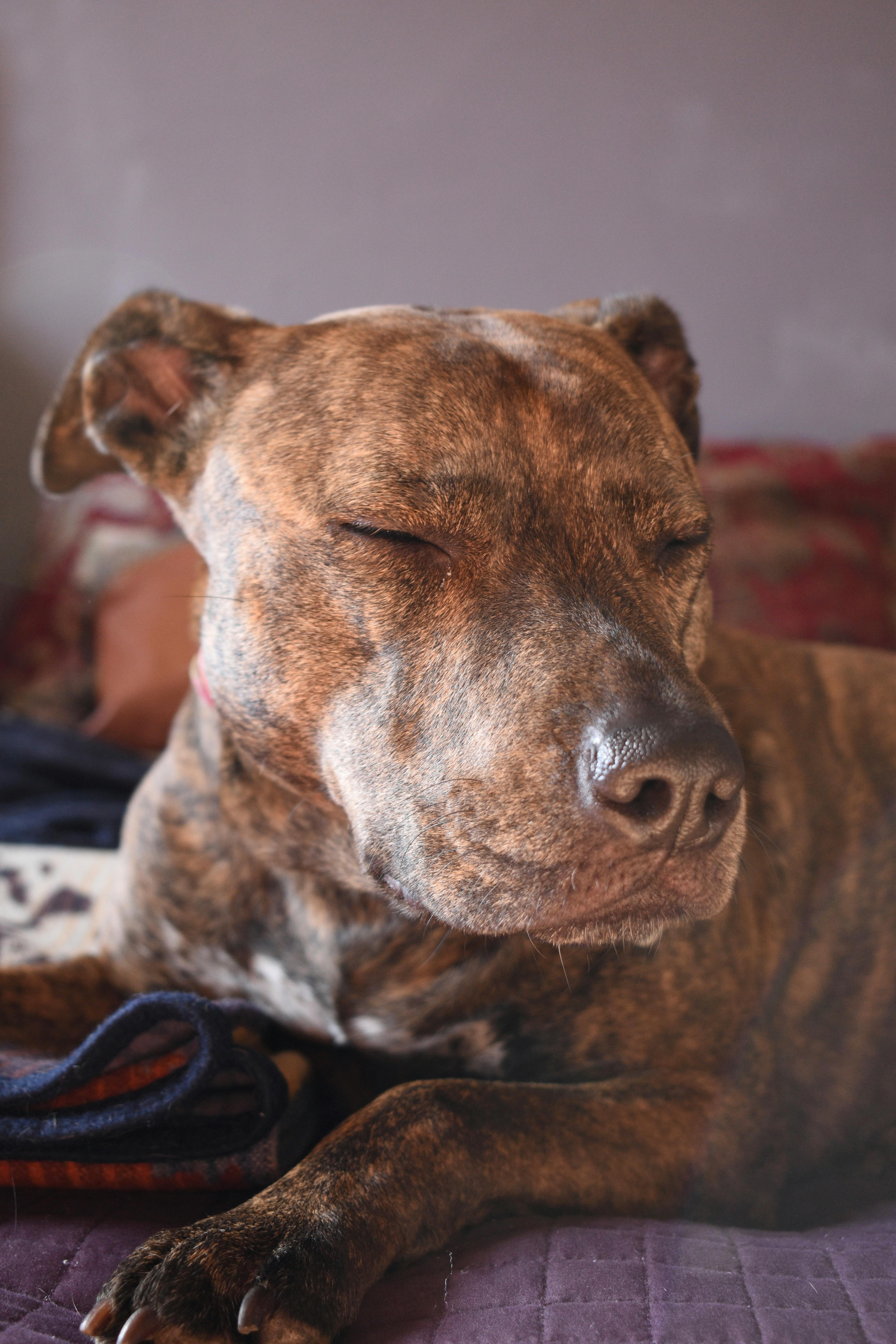 Pitbul koji je ubio dete (2) mnogi žele da udome! "Jedno kod tog psa me brine, to nikad nisam video"