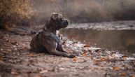 Porodica udomila pitbula sa čudnim šarama: Kad je veterinar video psa, odmah je pozvao policiju