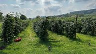 Posla ima i može solidno da se zaradi: Evo koliko zarađuju berači kupina