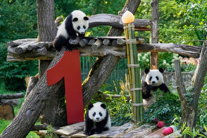 Pande bliznakinje Leni i Loti, zoo vrt Berlin Pande bliznakinje Leni i Loti, zoo vrt Berlin