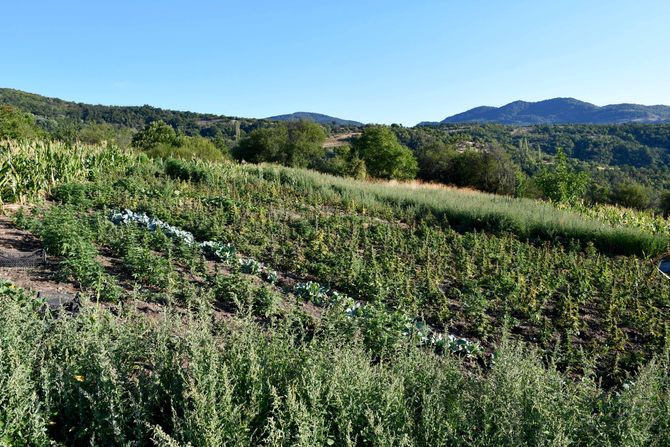 Hapšenje Vranje Hapšenje Vranje