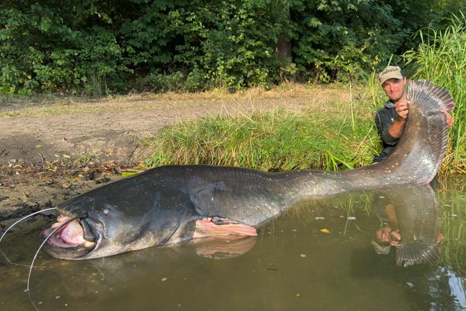 Som od 272 centimetra, ulovljen u Češkoj