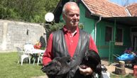 Svako pero zlata vredi: Mujo gaji najskuplje kokoške na svetu - "Cena me ne zanima"