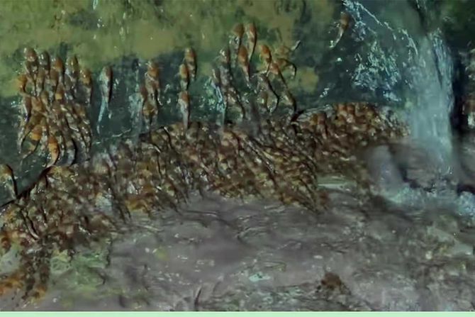 somovi bumbari Rhyacoglanis paranesis somovi bumbari Rhyacoglanis paranesis
