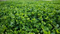 Ratari trljaju ruke: Sve veća potražnja za ovom kulturom - ne traži puno ulaganja, a zarada zagarantovana