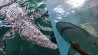 Ajkula i aligator zajedno vrebaju turiste u popularnom letovalistu, ovako nesto nikad nije viđeno