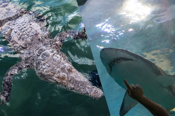Aligator, ajkula Aligator, ajkula
