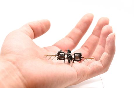 MIT, robot, pčela MIT, robot, pčela
