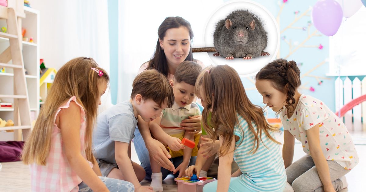 Užas u Banatu: Pacovi se pojavili u vrtiću, način na koji su ih otkrili ...