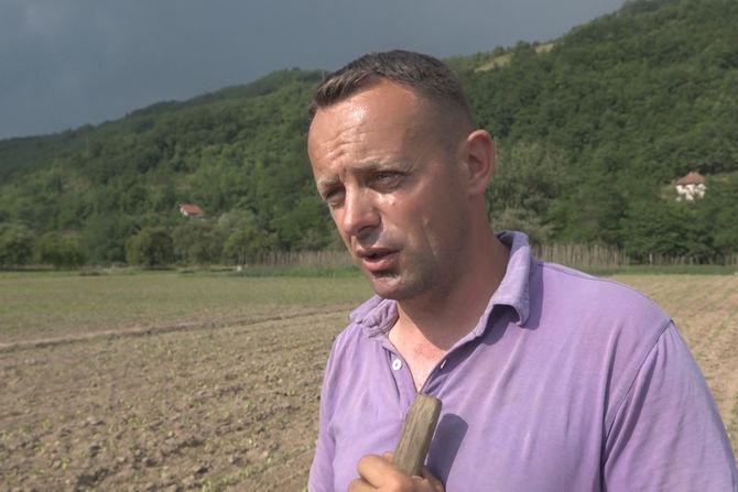 Prijepolje, paprika, Njegoš Stojadinović