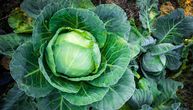 Cena kupusa daleko niža od prošlogodišnje: Ratari preporučuju 2 sorte za zimnicu