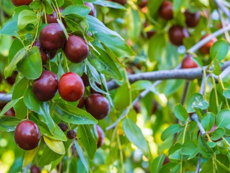 Ziziphus jujuba, kineska urma, žižula