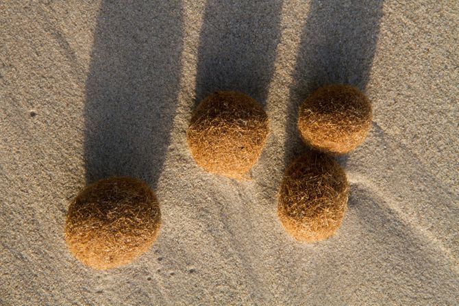 Posidonia oceanica, Neptunove kugle Posidonia oceanica, Neptunove kugle