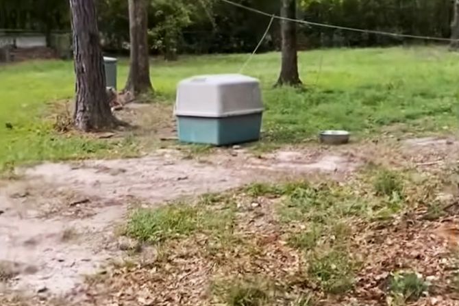 dvorište, pas dvorište, pas