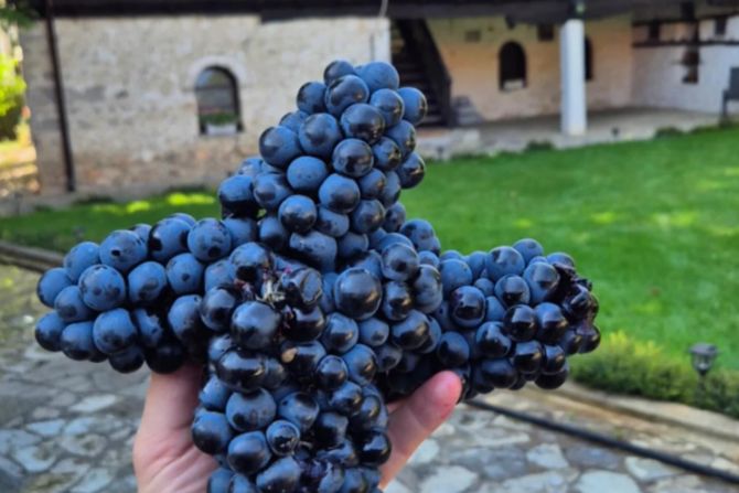 Vinograd, Visoki Dečani