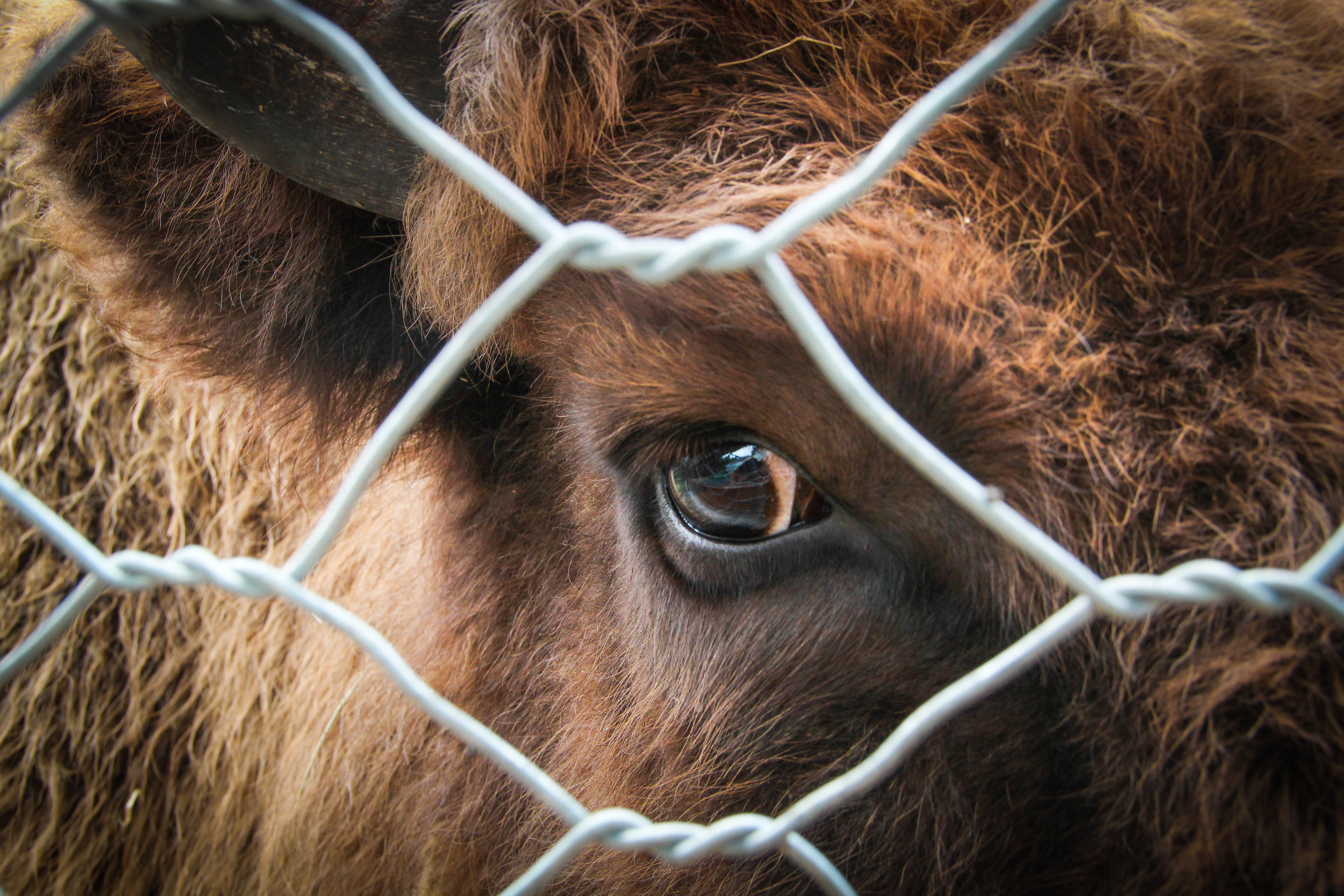 Zašto većina ljudi voli kućne ljubimce, a istovremeno nemamo problem da jedemo druge životinje