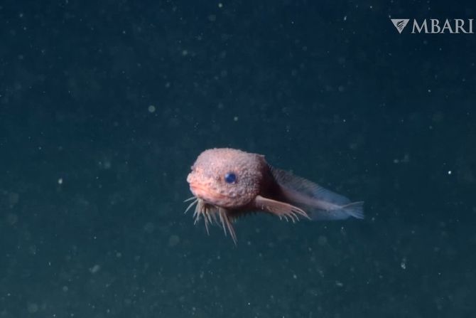 snailfish