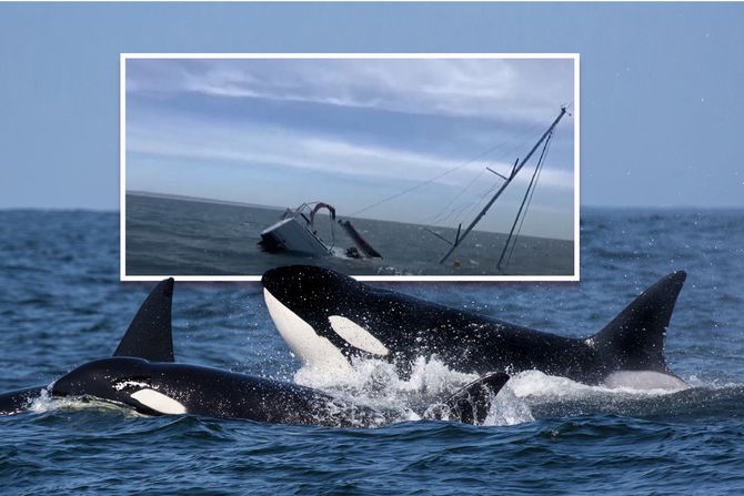 Kitovi ubice Kitovi ubice