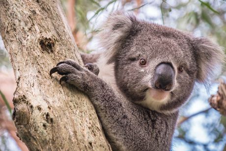 Koala