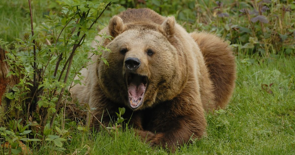 Sin čuo krike majke, pa zatekao jeziv prizor: Medved unakazio ženu i pobegao u šumu, nije joj bilo spasa