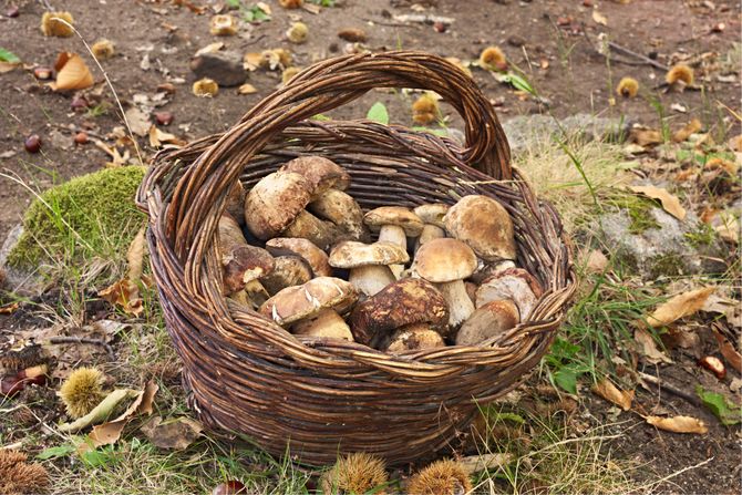 Pečurke