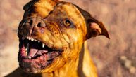 Lovci uplašili pitbula, on ubio dečaka (2): Majka i otac nemoćno gledali horor, mališan nije imao šanse